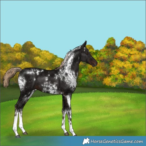Horse Color:White Spotted Liver Chestnut Ice 