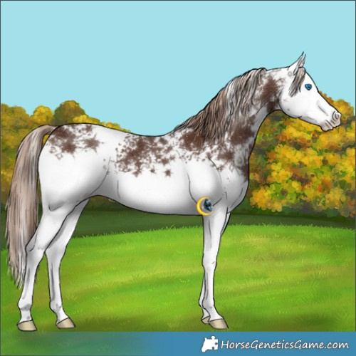 Horse Color:White Spotted Liver Chestnut Splash 