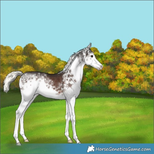 Horse Color:White Spotted Liver Chestnut Mushroom Sabino Rabicano 