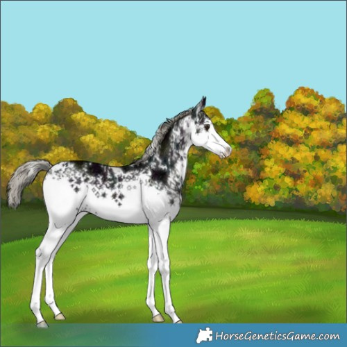 Horse Color:White Spotted Midnight Liver Chestnut Ice Mushroom 