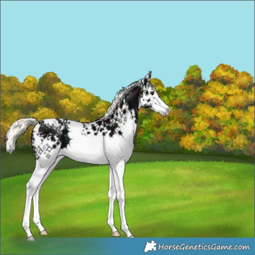 Horse Color:White Spotted Midnight Liver Chestnut Mushroom 