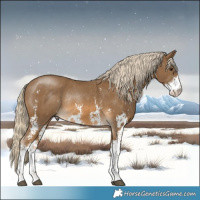 Horse Color:Chocolate Palomino Sabino Rabicano 