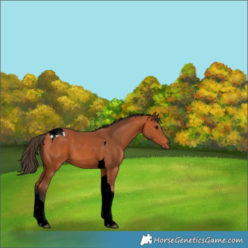 Horse Color:Bay Tobiano 