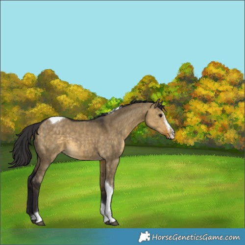Horse Color:Buckskin Dun Sabino Tobiano 