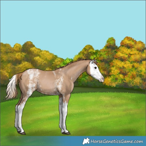 Horse Color:White Spotted Black Pearl Splash 