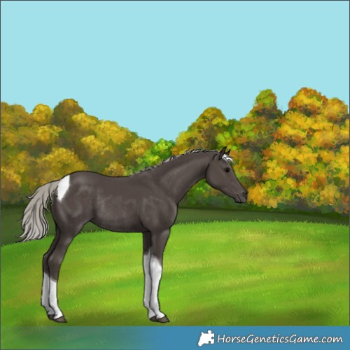 Horse Color:Silver Black Tobiano Rabicano 