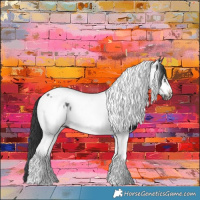 Horse Color:Black Tobiano Frame Appaloosa 