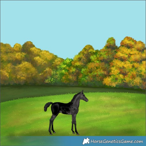 Horse Color:Gray Void Platinum Brown Dun Sabino Appaloosa 