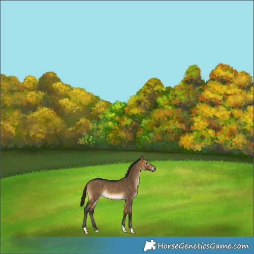 Horse Color:Gray Buckskin Dun Rabicano 