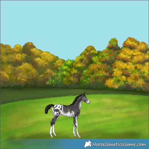 Horse Color:Gray Platinum Brown Dun Sabino Appaloosa 