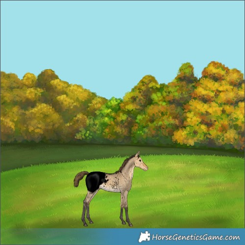 Horse Color:Void Buckskin Dun Appaloosa 