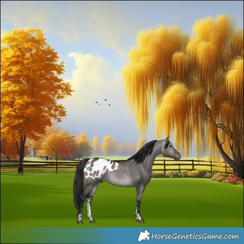 Horse Color:Gray Platinum Buckskin Dun Sabino Appaloosa 