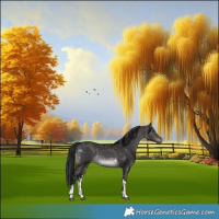 Horse Color:Gray Platinum Brown Dun Sabino Appaloosa Rabicano 