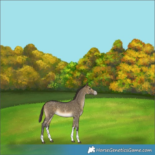 Horse Color:Buckskin Dun Sabino Appaloosa Rabicano 