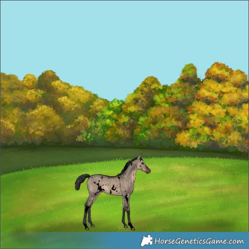 Horse Color:Void White Spotted Brown Dun 