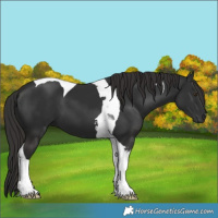 Horse Color:Liver Chestnut Tobiano 