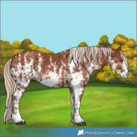 Horse Color:Chestnut Sabino 