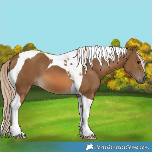 Horse Color:Chocolate Palomino Tobiano 
