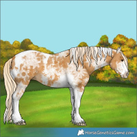 Horse Color:Palomino Ice Sabino Tobiano 