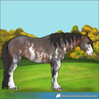 Horse Color:Brown Sabino 