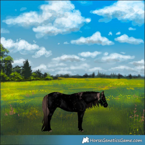 Horse Color:Void White Spotted Liver Red Dun Sabino Rabicano