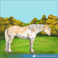 Horse Color:White Spotted Palomino
