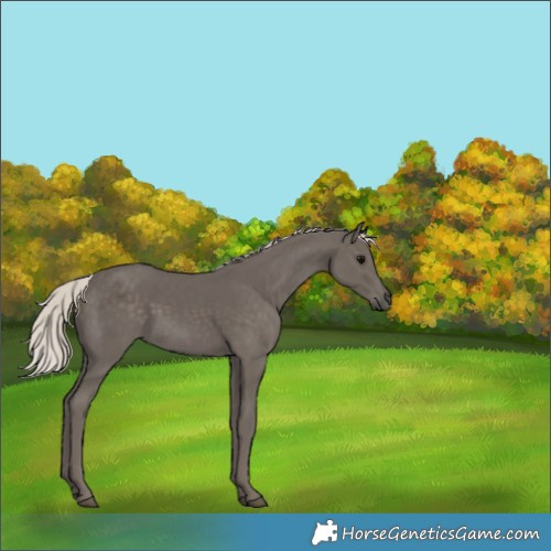Horse Color:Silver Black 