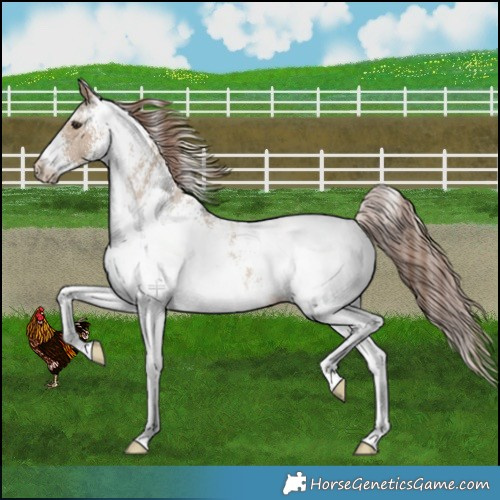Horse Color:White Spotted Liver Red Dun Snowcap 