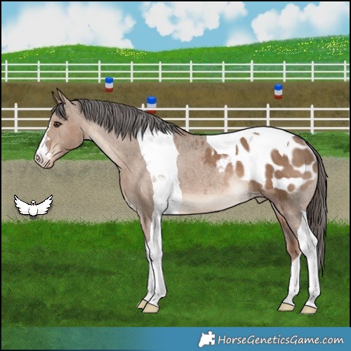 Horse Color:Liver Red Dun Tobiano Appaloosa Rabicano 