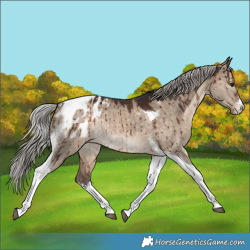 Horse Color:White Spotted Silver Brown Dun Tobiano Appaloosa Rabicano Brindle 
