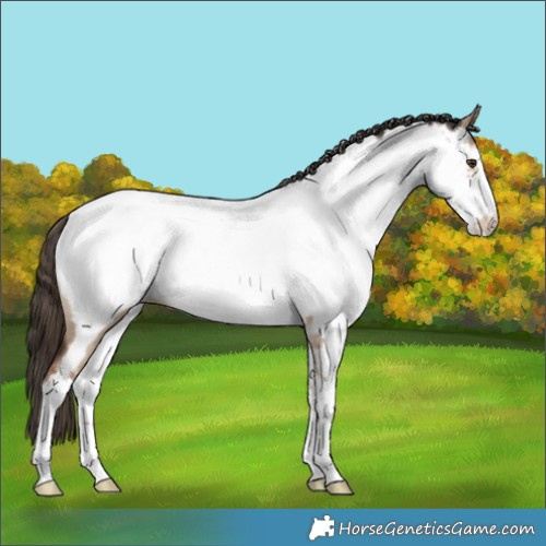 Horse Color:White Spotted Liver Red Dun Appaloosa Rabicano 