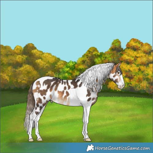 Horse Color:Buckskin Splash Tobiano Appaloosa 