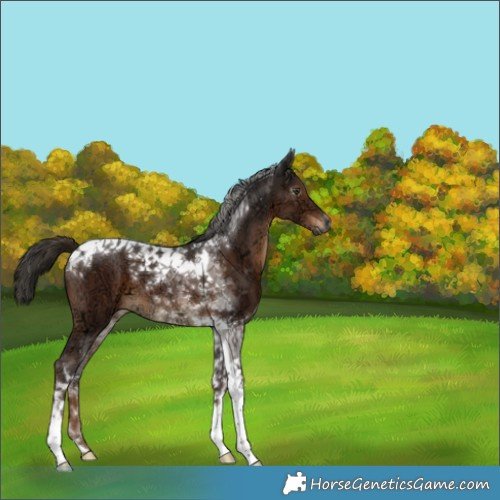 Horse Color:Gray Liver Chestnut Ice Tobiano 