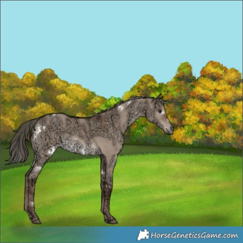 Horse Color:White Spotted Liver Red Dun Ice Mushroom 