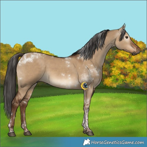 Horse Color:Gray Liver Red Dun Tobiano 