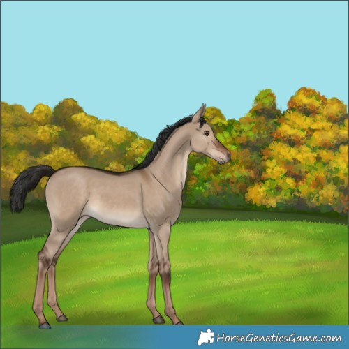 Horse Color:Liver Red Dun Rabicano 