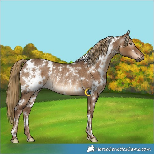 Horse Color:Gray White Spotted Liver Red Dun Rabicano 