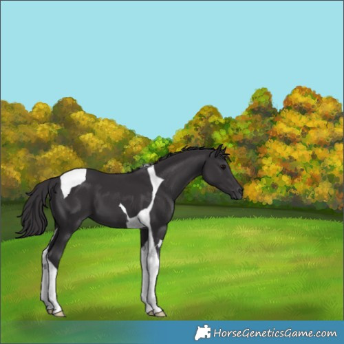 Horse Color:Smoky Black Tobiano 