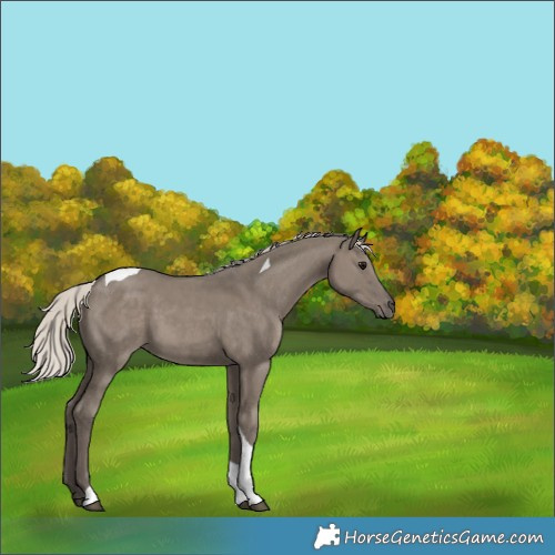 Horse Color:Silver Grullo Tobiano 