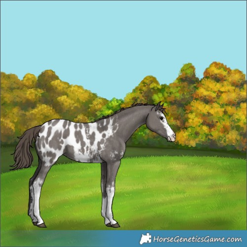 Horse Color:White Spotted Smoky Grullo Sabino Appaloosa 