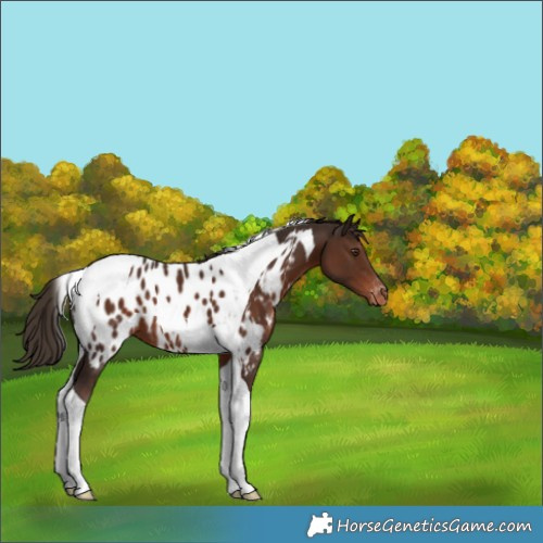 Horse Color:Liver Chestnut Tobiano Near Leopard 