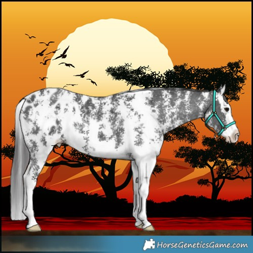 Horse Color:Black Sabino Splash Appaloosa 