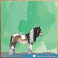 Horse Color:Brown Dun Tobiano 