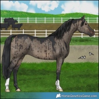 Horse Color:Brown Dun Brindle 