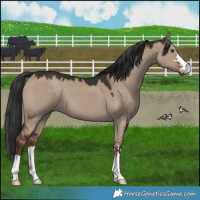Horse Color:Liver Red Dun 