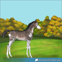 Horse Color:Brown Dun Splash Brindle