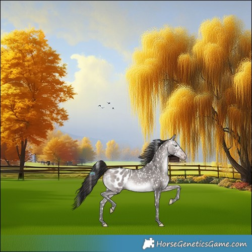 Horse Color:Gray Platinum Amber Cream Champagne Appaloosa Rabicano 