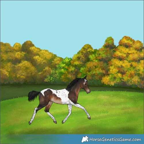 Horse Color:Gray Brown Tobiano Rabicano 