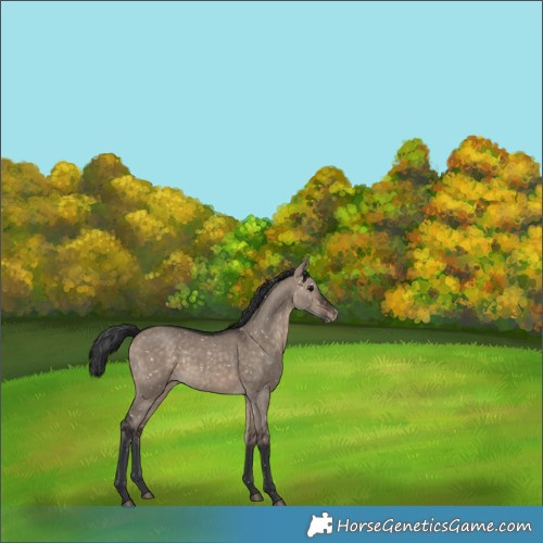 Horse Color:Brown Dun Appaloosa Rabicano 