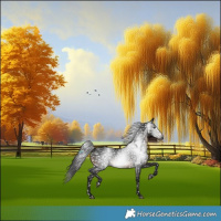 Horse Color:Gray Brown Appaloosa Rabicano